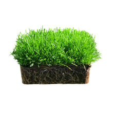 Load image into Gallery viewer, SodPods® Bluegrass MEGA Grass Plugs

