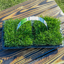 Load image into Gallery viewer, SodPods® Fescue MEGA Grass Plugs
