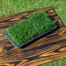 Load image into Gallery viewer, SodPods® Fescue MEGA Grass Plugs
