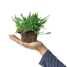 Load image into Gallery viewer, SodPods® St. Augustine Floratam Grass Plugs with Power Planter Auger
