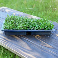 Load image into Gallery viewer, SodPods® St. Augustine Floratam MEGA Grass Plugs
