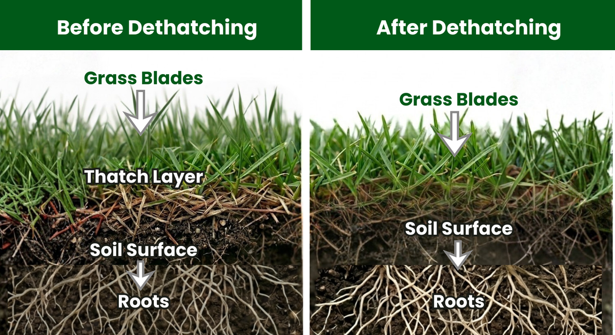 Lawn thatch before and after comparison