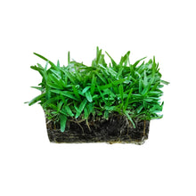 Load image into Gallery viewer, SodPods®  St. Augustine Palmetto® MEGA Grass Plugs
