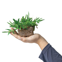 Load image into Gallery viewer, SodPods® St. Augustine Palmetto® Grass Plugs with Power Planter Auger and NutriPod® Plant Food
