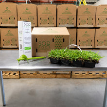 Load image into Gallery viewer, SodPods® St. Augustine Seville Grass Plugs with Power Planter Auger
