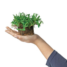 Load image into Gallery viewer, SodPods® St. Augustine Seville Grass Plugs with Power Planter Auger
