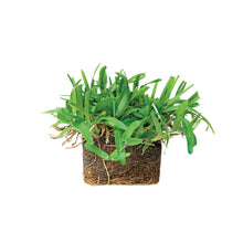 Load image into Gallery viewer, SodPods® St. Augustine Seville Grass Plugs with Power Planter Auger and NutriPod® Plant Food
