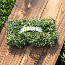 Load image into Gallery viewer, SodPods® St. Augustine CitraBlue® Grass Plugs with Power Planter Auger and NutriPod® Plant Food
