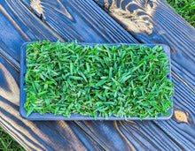 Load image into Gallery viewer, SodPods® St. Augustine Floratam MEGA Grass Plugs
