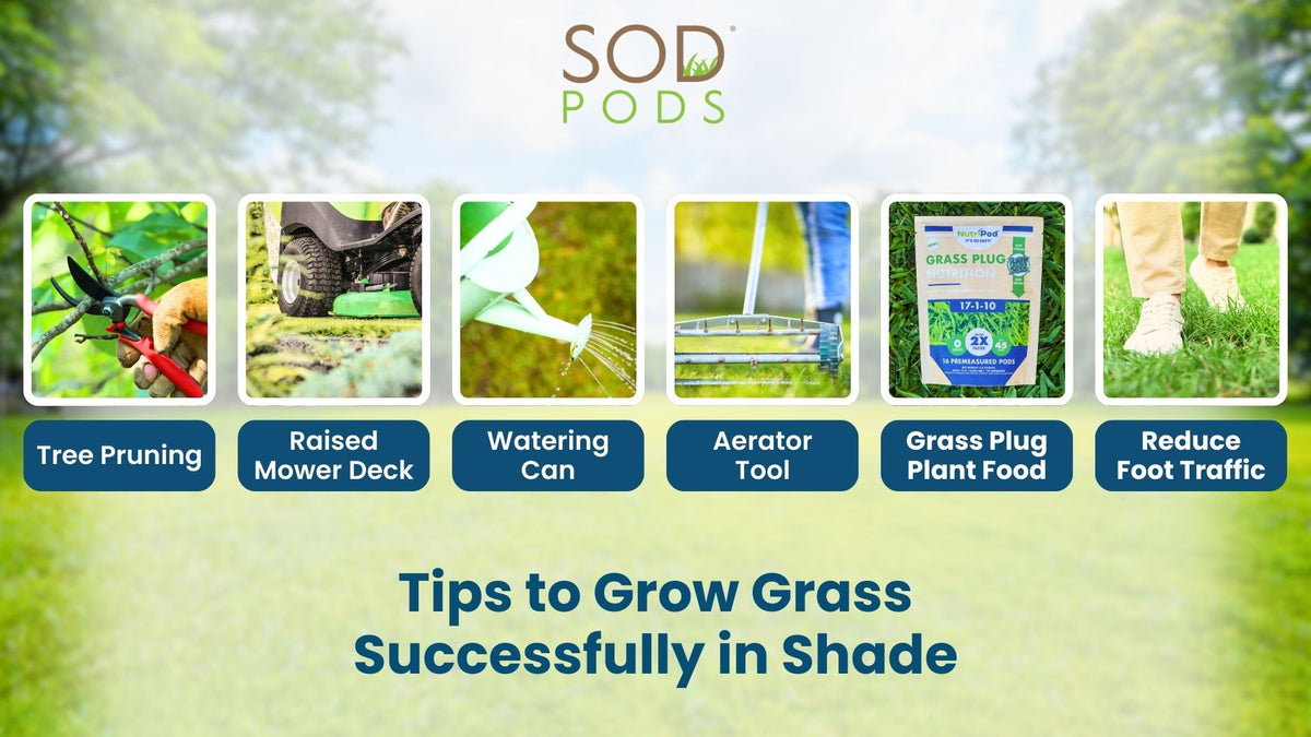 Tips to Grow Grass Successfully in Shade