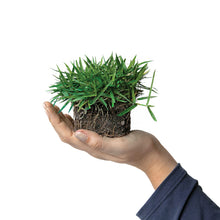Load image into Gallery viewer, SodPods® Zoysia Grass Plugs with Power Planter Auger
