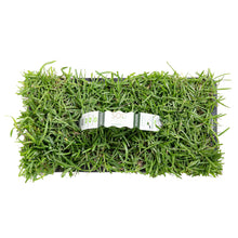 Load image into Gallery viewer, SodPods® Centipede Grass Plugs
