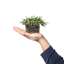 Load image into Gallery viewer, SodPods® St. Augustine CitraBlue® Grass Plugs with Power Planter Auger and NutriPod® Plant Food
