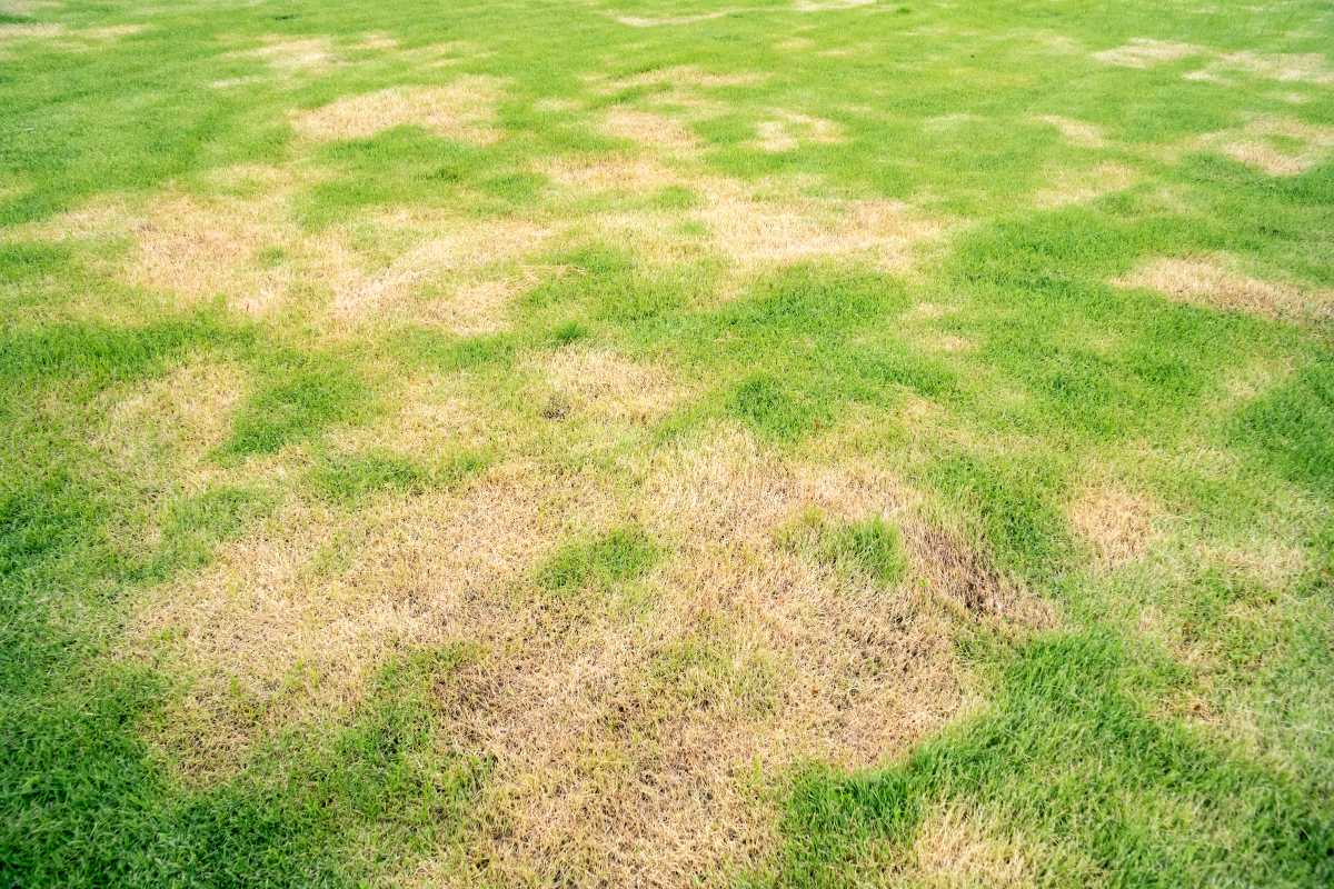 how-to-fix-patchy-lawn-with-grass-pods