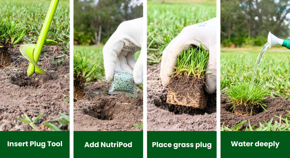 how-to-plant-sodpods-grass-plugs