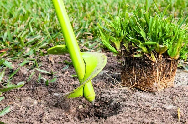 The Basics of Grass Plugs