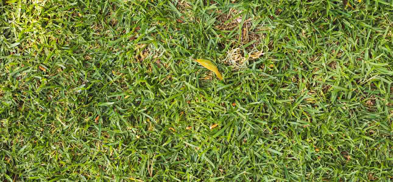 how-to-restore-lawn-after-dethatching