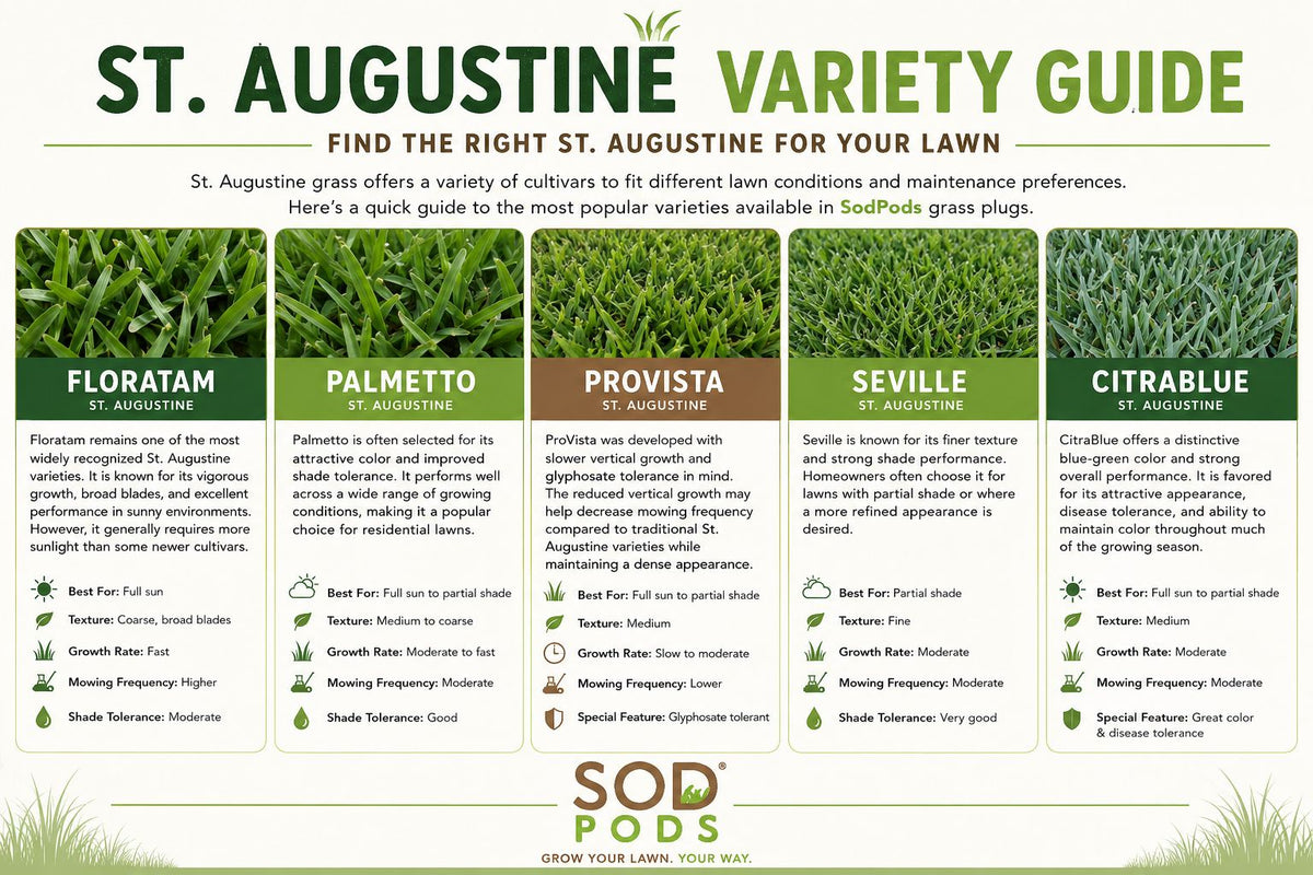 st-augustine-variety-guide