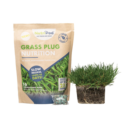 Lush Bermuda grass plug
