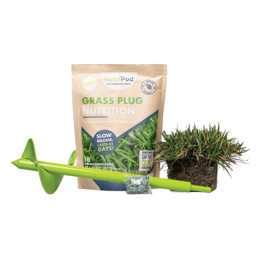 Healthy Zoysia grass plug