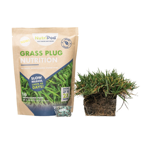 Vibrant Zoysia grass plug