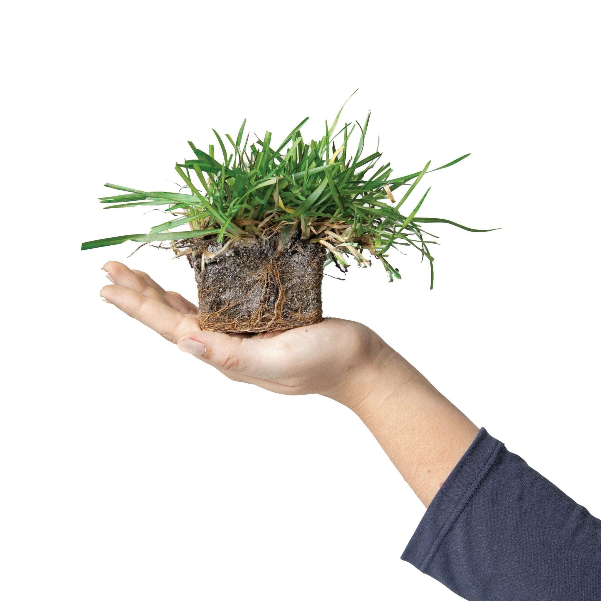 plant centipede grass seed Shop Centipede Grass Plugs for Lawns