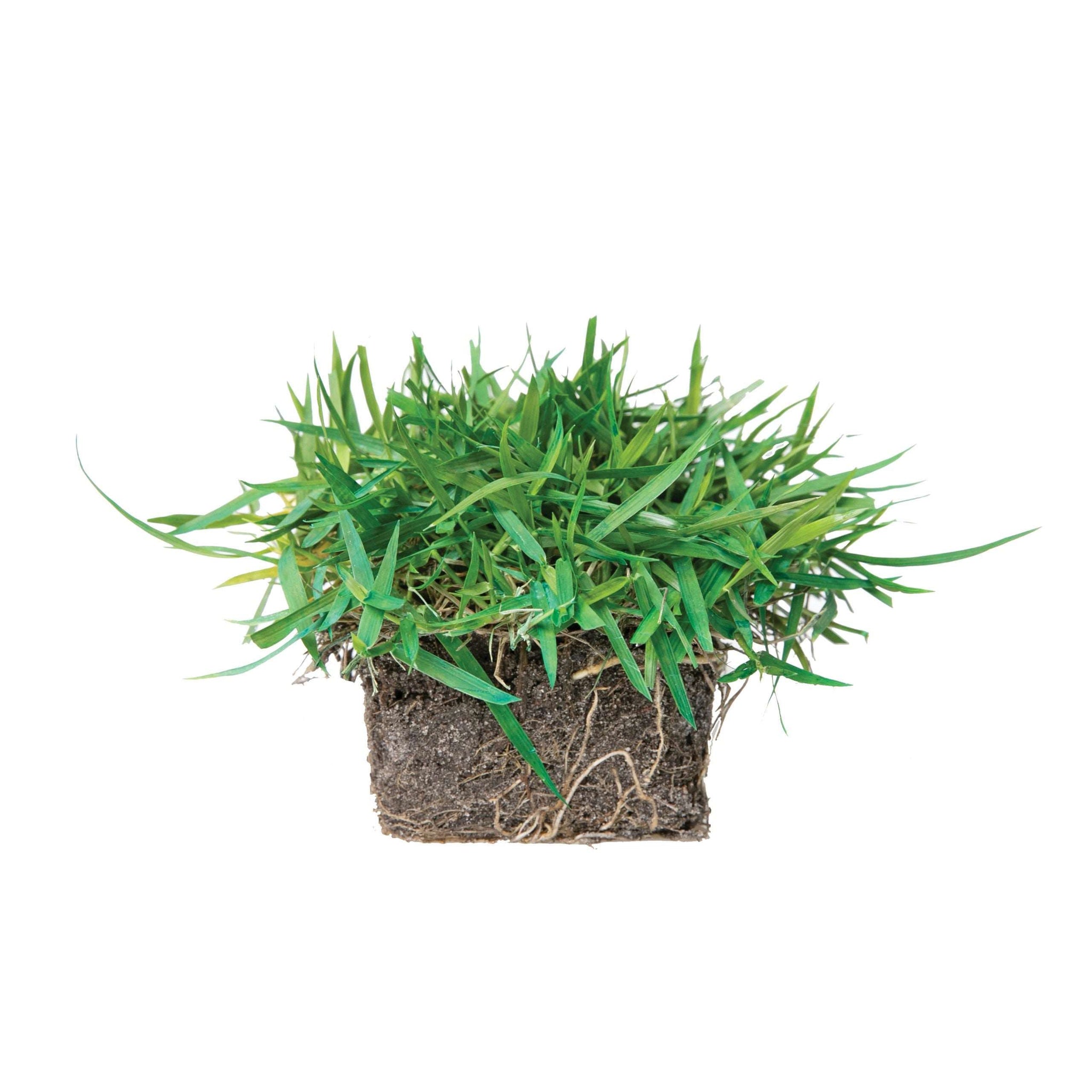 EMPIRE Zoysia Grass Plugs Sod Solutions, 01/16/2024