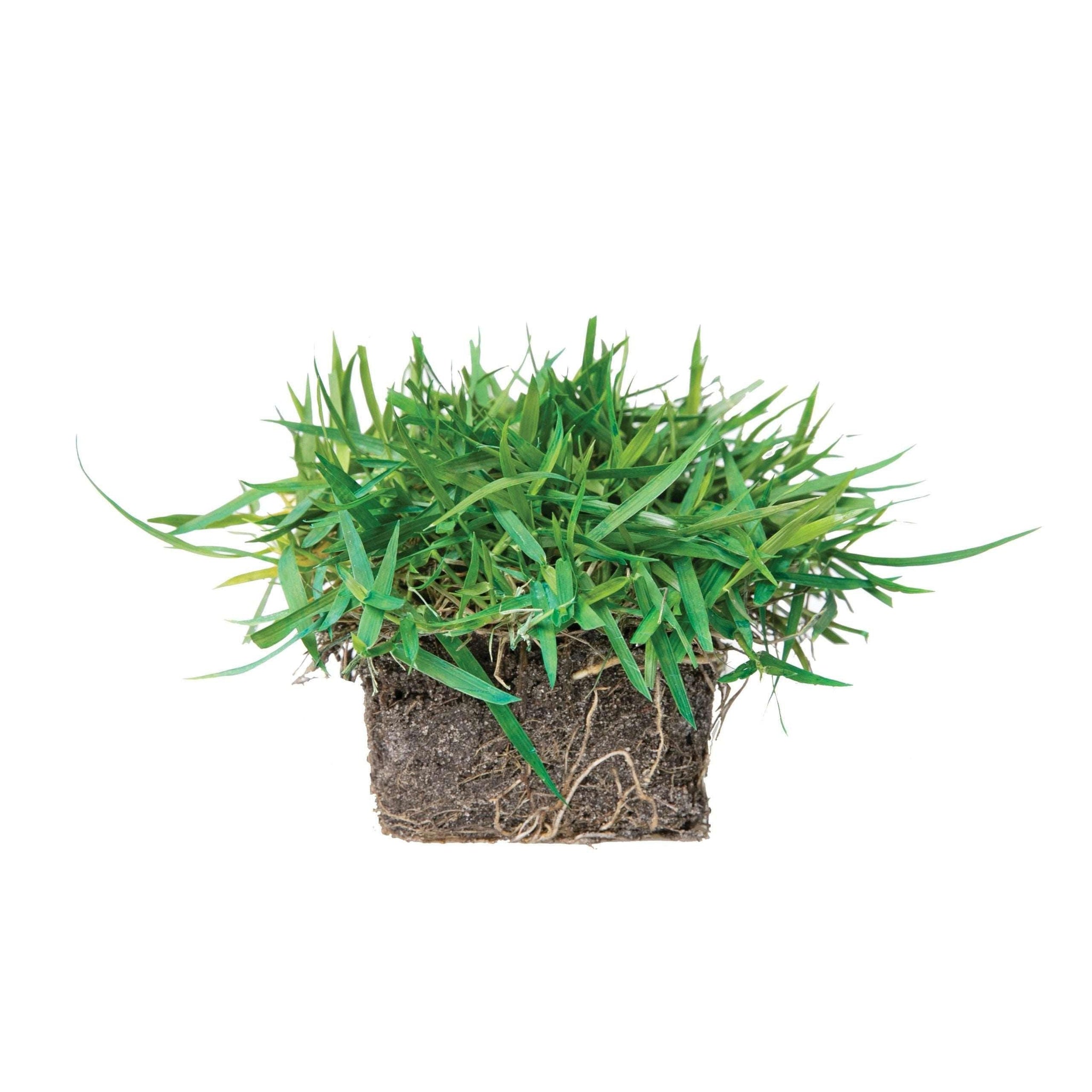 EMPIRE Zoysia Grass Plugs | Sod Solutions EMPIRE Zoysia Grass Plugs | Sod Solutions