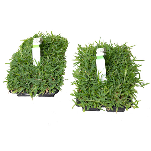 SodPod Sun & Shade Trays White BG